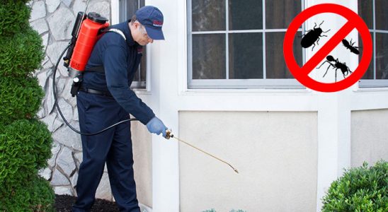 Tavas Kemirgen İlaçlama böcek ilaçlama ve haşere kontrolü — ilaclama-tr.com